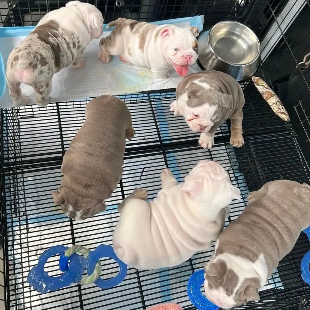 Englische Bulldoggenwelpen