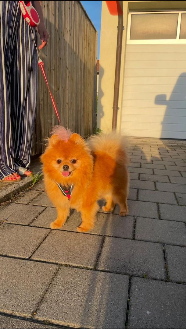 Zwergspitz Hündin – geimpft, gechipt, Stammbaum – 11 Monat