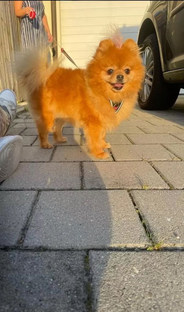 Zwergspitz Hündin – geimpft, gechipt, Stammbaum – 11 Monat