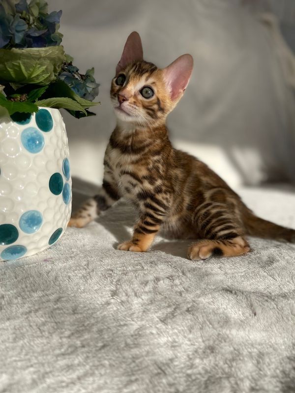 Bengal Katzen mit Papieren