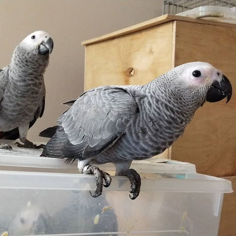 Graupapageien mit Papieren