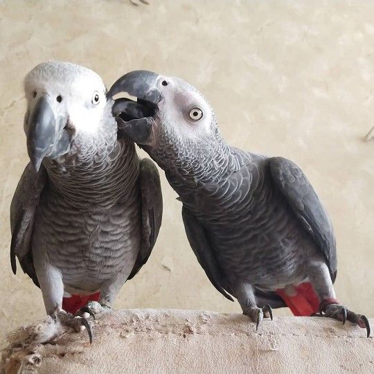 Graupapageien mit Papieren