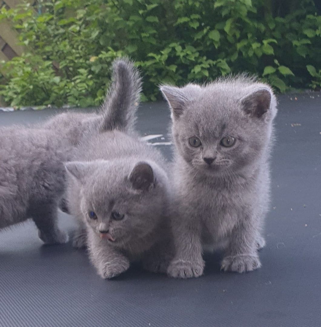 Britisch Kurzhaar (BKH) Katzenkinder