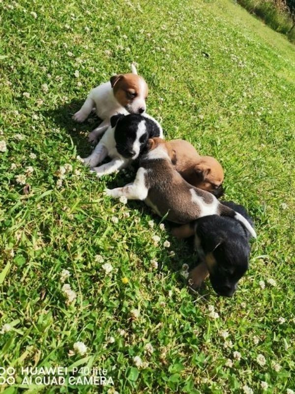 Traumhafte Superkleine Erhältlich Jack-Russell-Terrier 