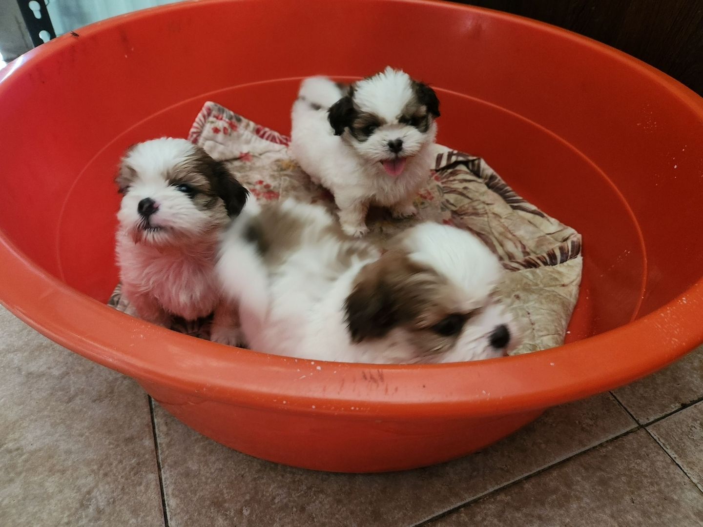 Superkleine Erhältlich Shih Tzu Welpen