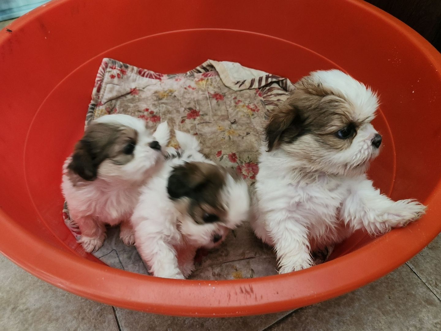 Superkleine Erhältlich Shih Tzu Welpen