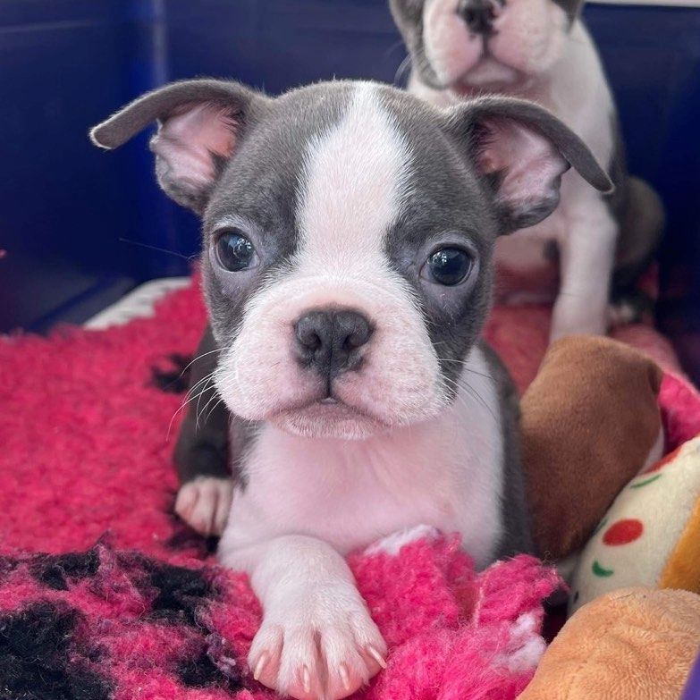 Boston Terrier Welpe sucht neues Zuhause