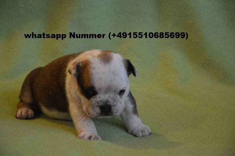 Englische Bulldoggenwelpen .