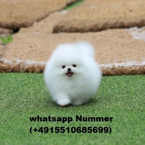 mini Pomeranian Welpen Suche ein neues Haus.