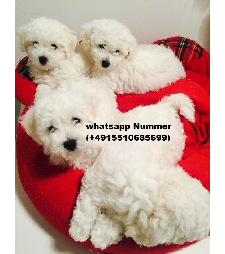 Mini Bichon Frisé Welpen