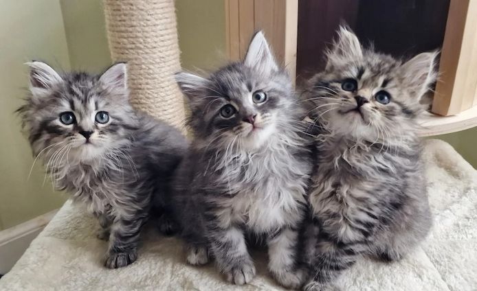 Maine coon Kätzchen .