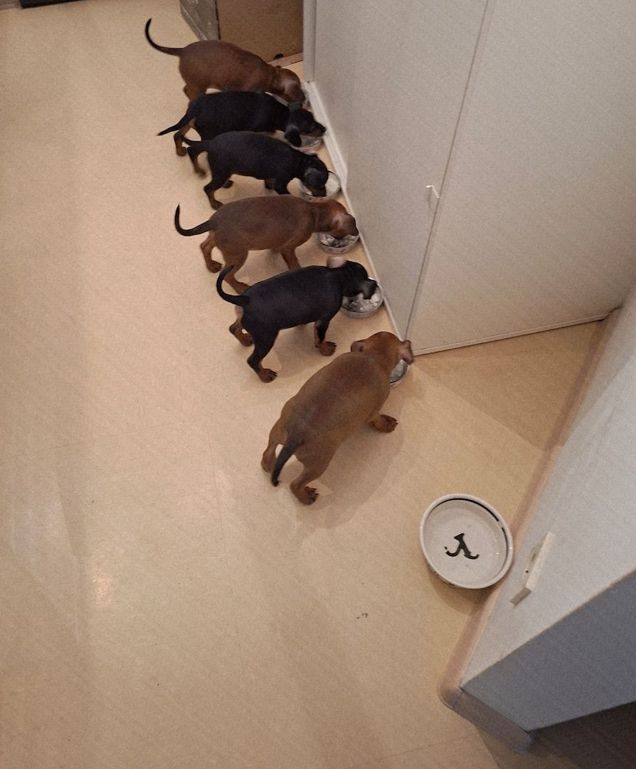 5 Zwergpinscher Welpen in gute Hände abzugeben