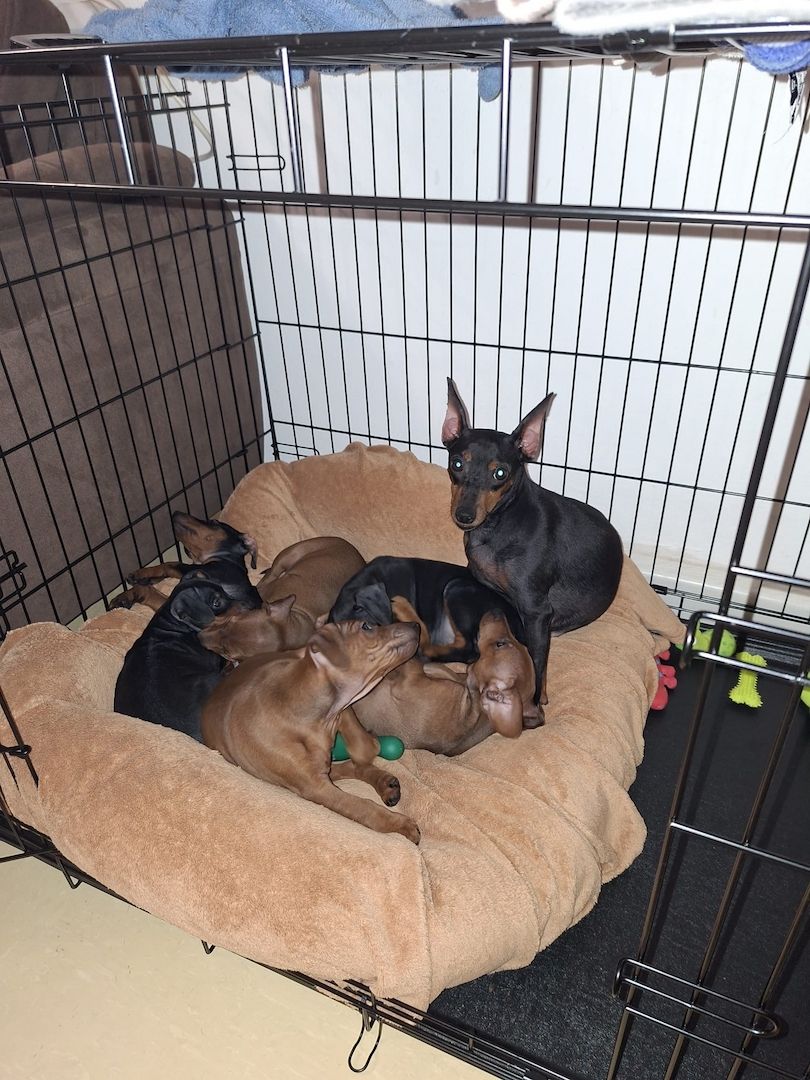 5 Zwergpinscher Welpen in gute Hände abzugeben