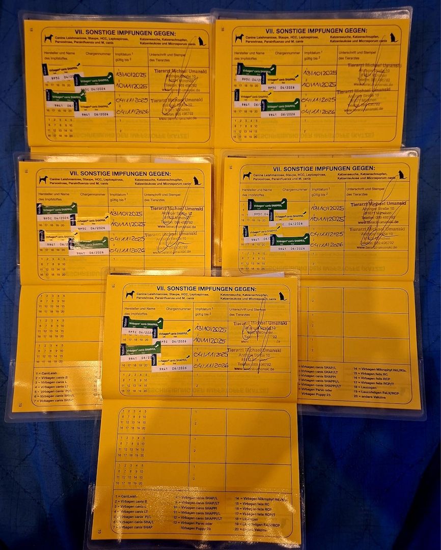 5 Zwergpinscher Welpen in gute Hände abzugeben