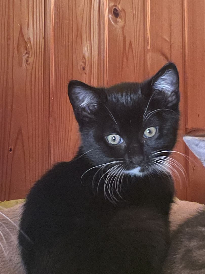 Katzen /Babykatzen  Kitten