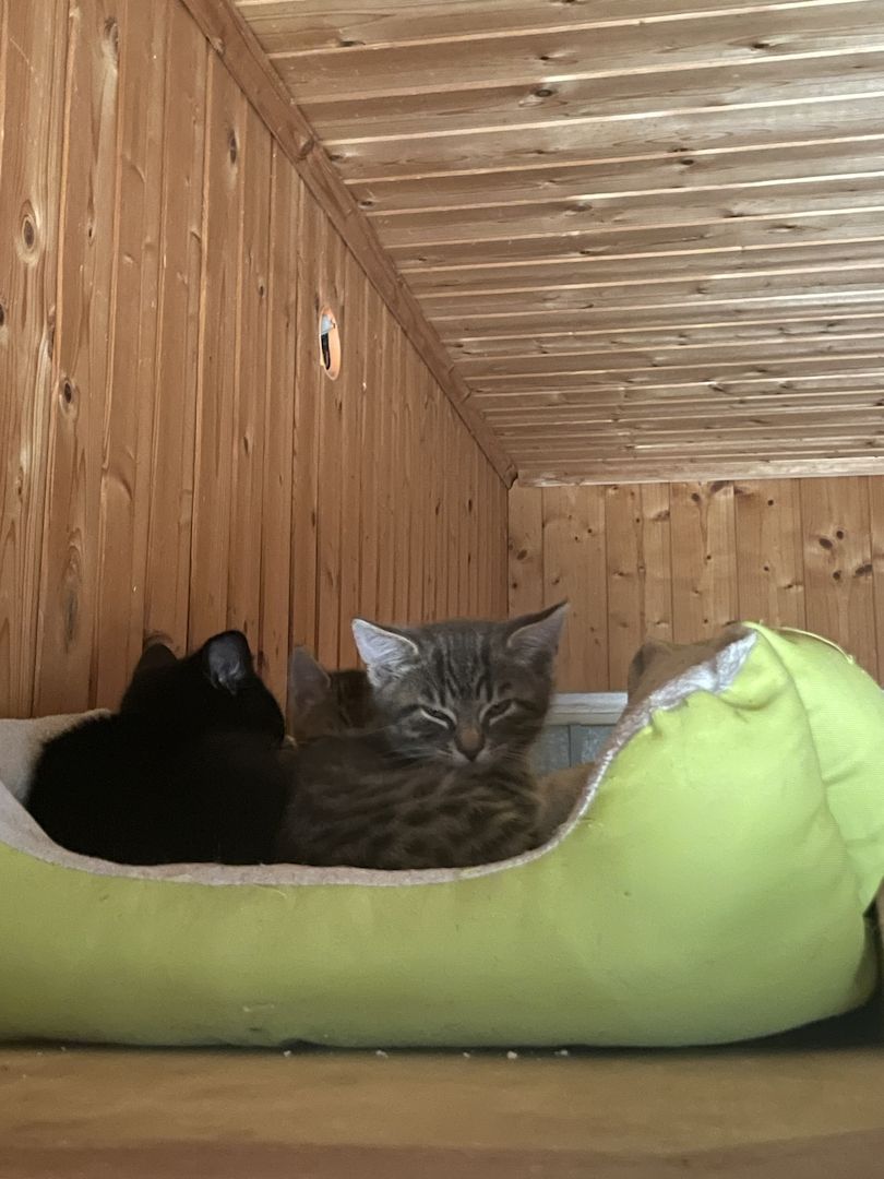 Katzen /Babykatzen  Kitten