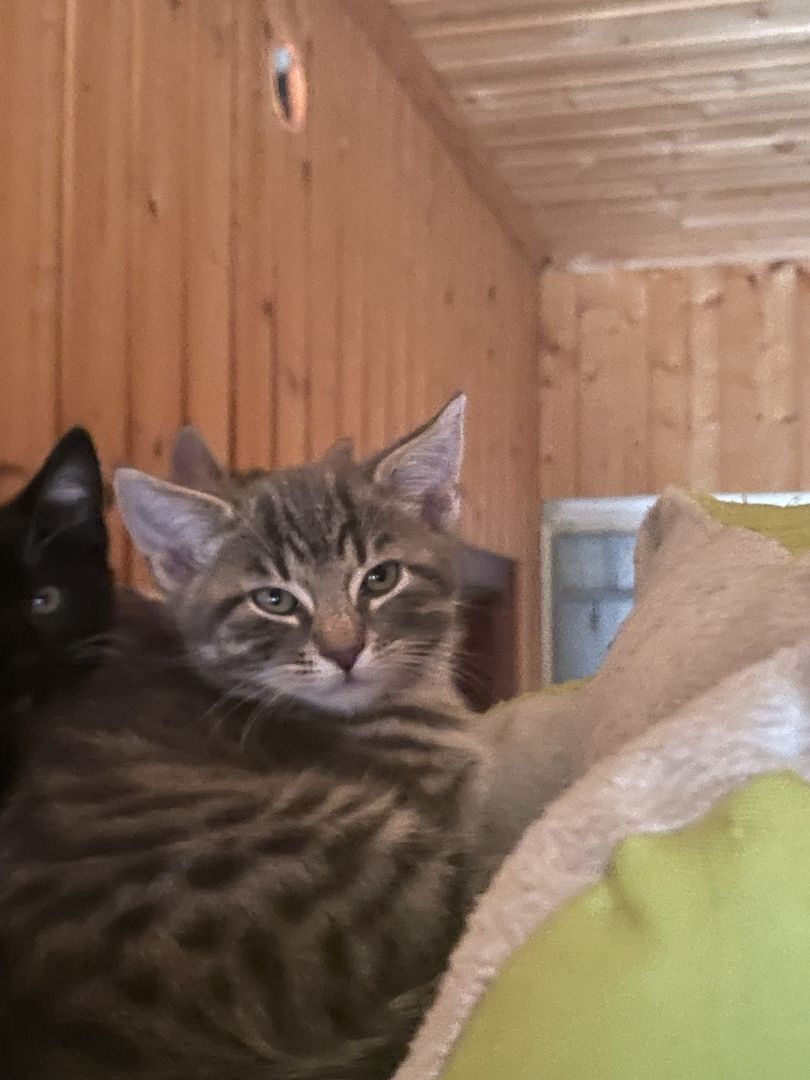 Katzen /Babykatzen  Kitten