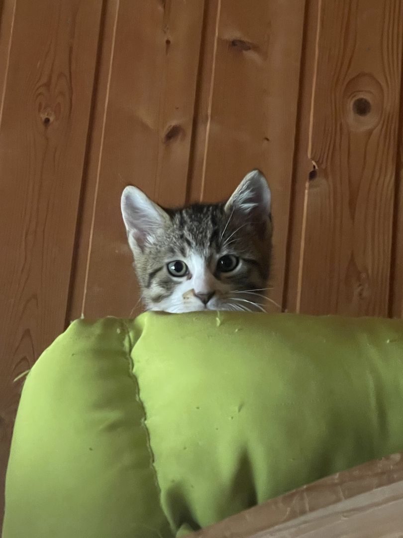 Katzen /Babykatzen  Kitten