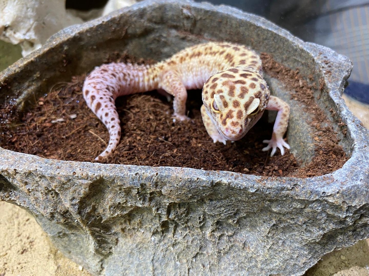 Zwei Leopardengeckos mit/ohne Terrarium
