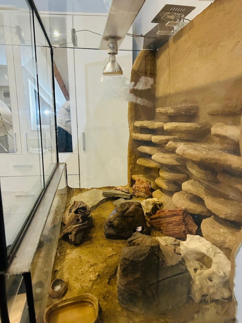 Zwei Leopardengeckos mit/ohne Terrarium