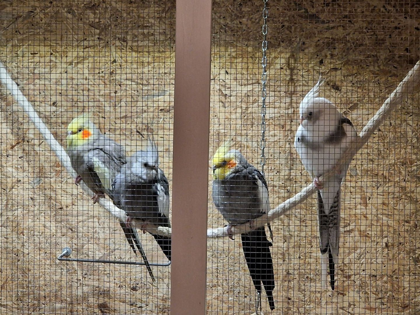 Nymphensittiche mit Voliere