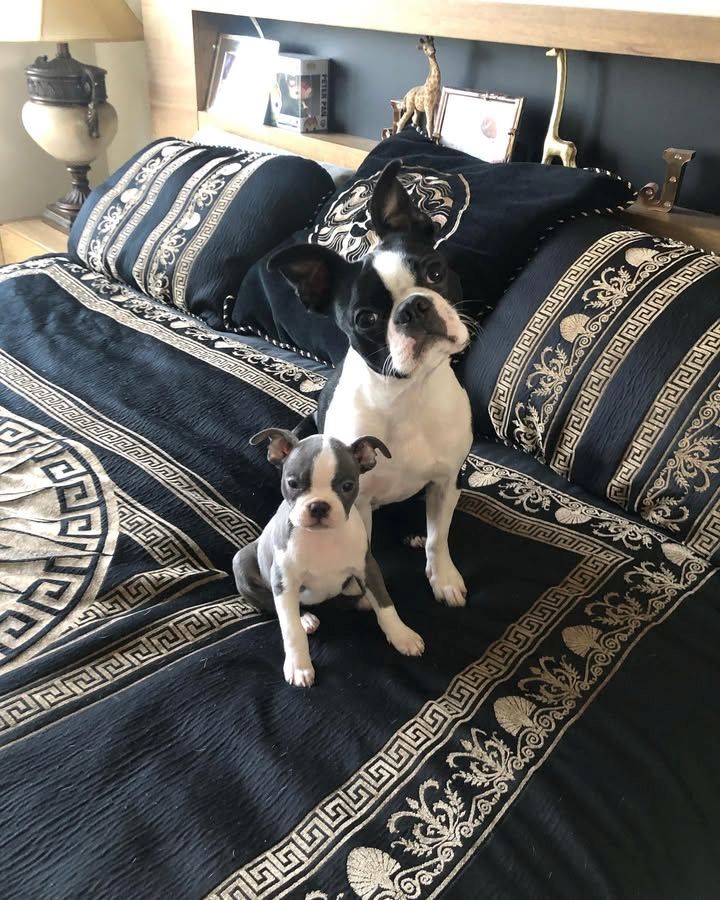 Mein wunderschöner Jetson sucht ein Zuhause.