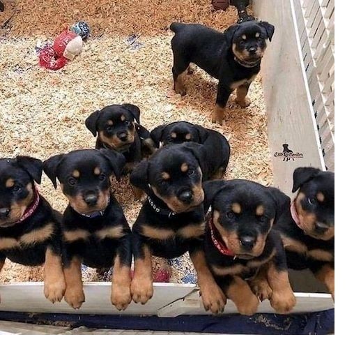 Wunderschöne RottweilerWelpen