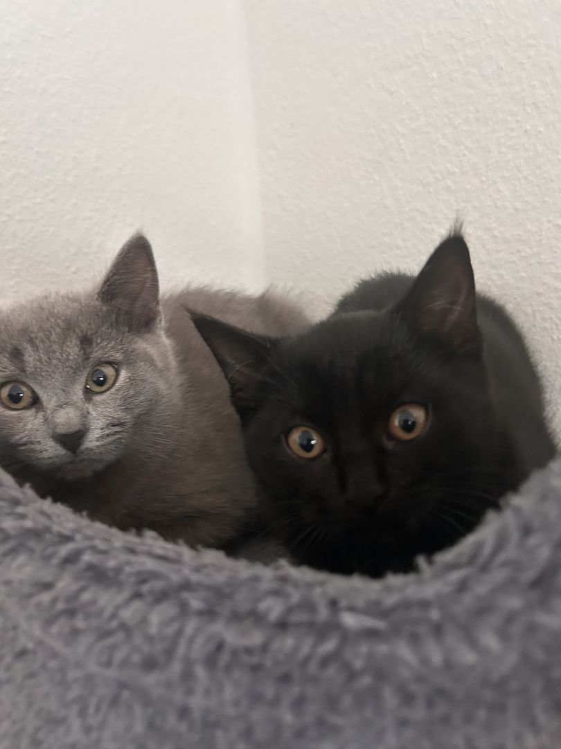 Zwei Katzen suchen ein liebevolles Zuhause