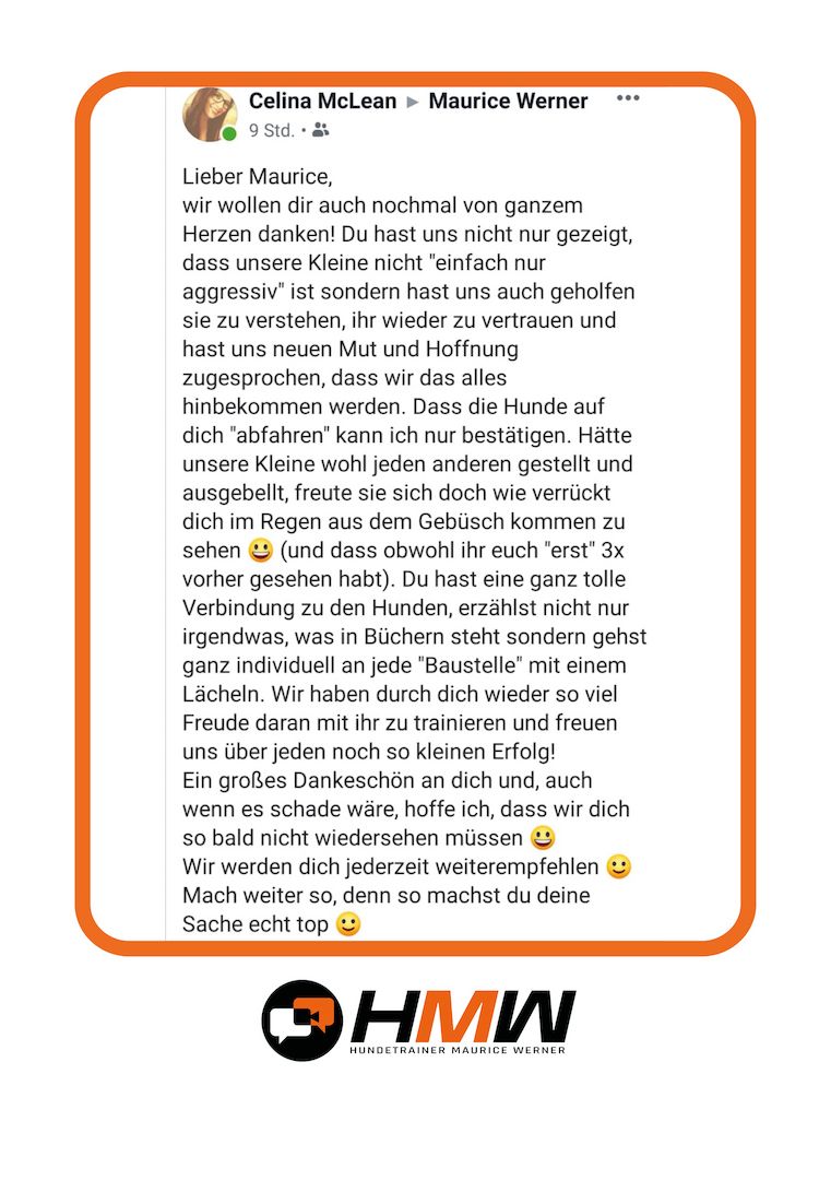 Professionelles Hundetraining – Persönlich oder auch via Video