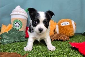 süße Chihuahua-Welpen