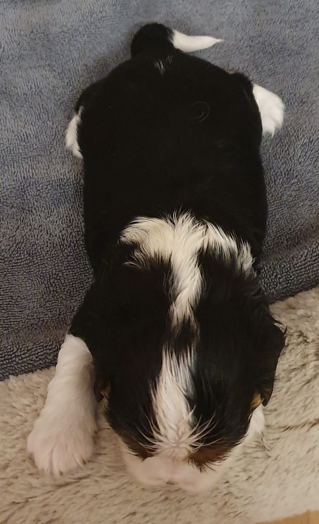 Cavalier-King-Charles-Spaniel-Welpen