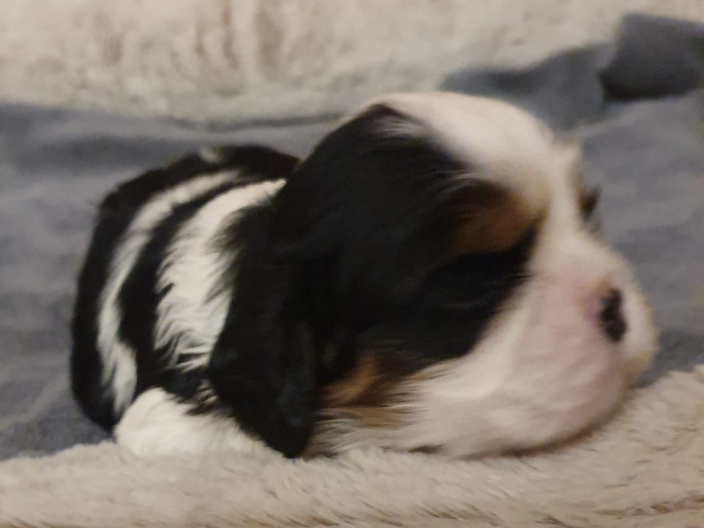 Cavalier-King-Charles-Spaniel-Welpen