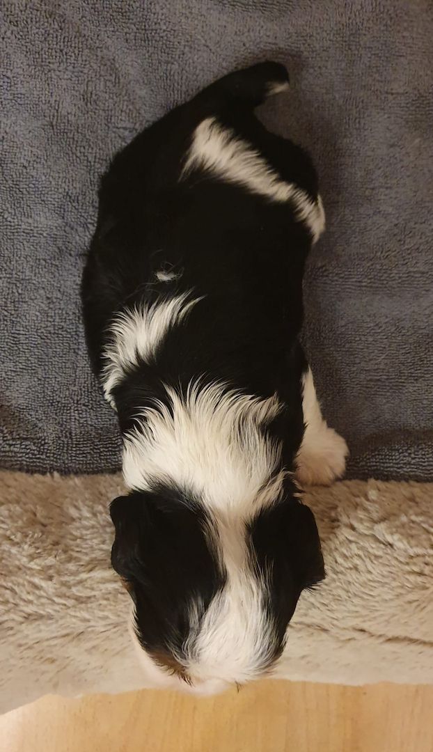 Cavalier-King-Charles-Spaniel-Welpen