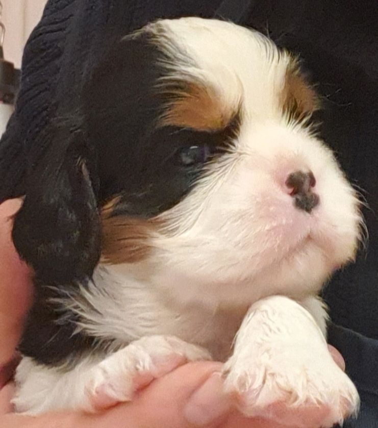 Cavalier-King-Charles-Spaniel-Welpen