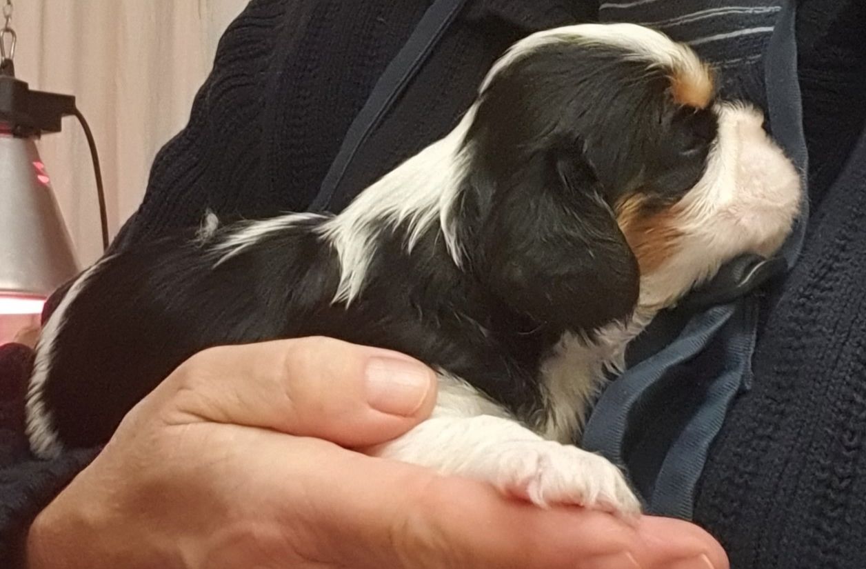 Cavalier-King-Charles-Spaniel-Welpen