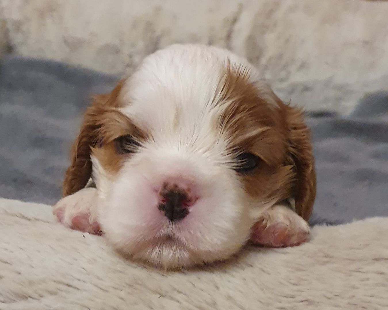 Cavalier-King-Charles-Spaniel-Welpen