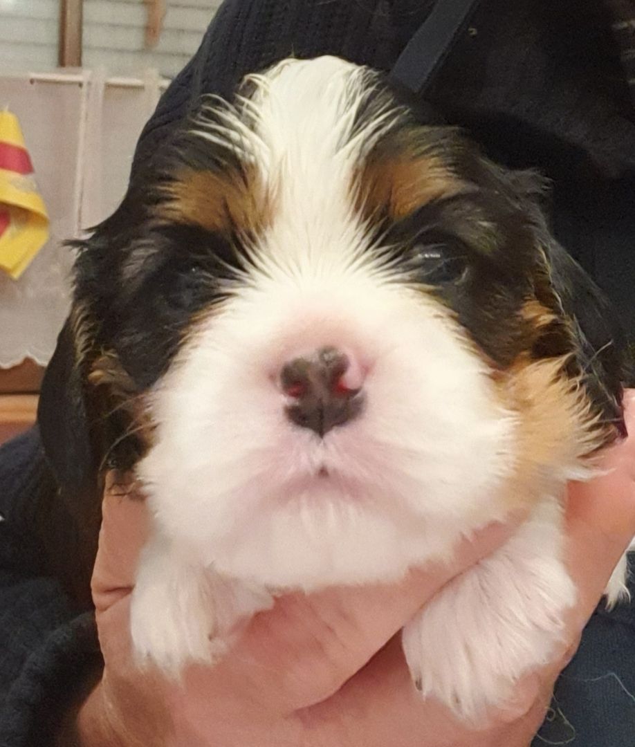 Cavalier-King-Charles-Spaniel-Welpen