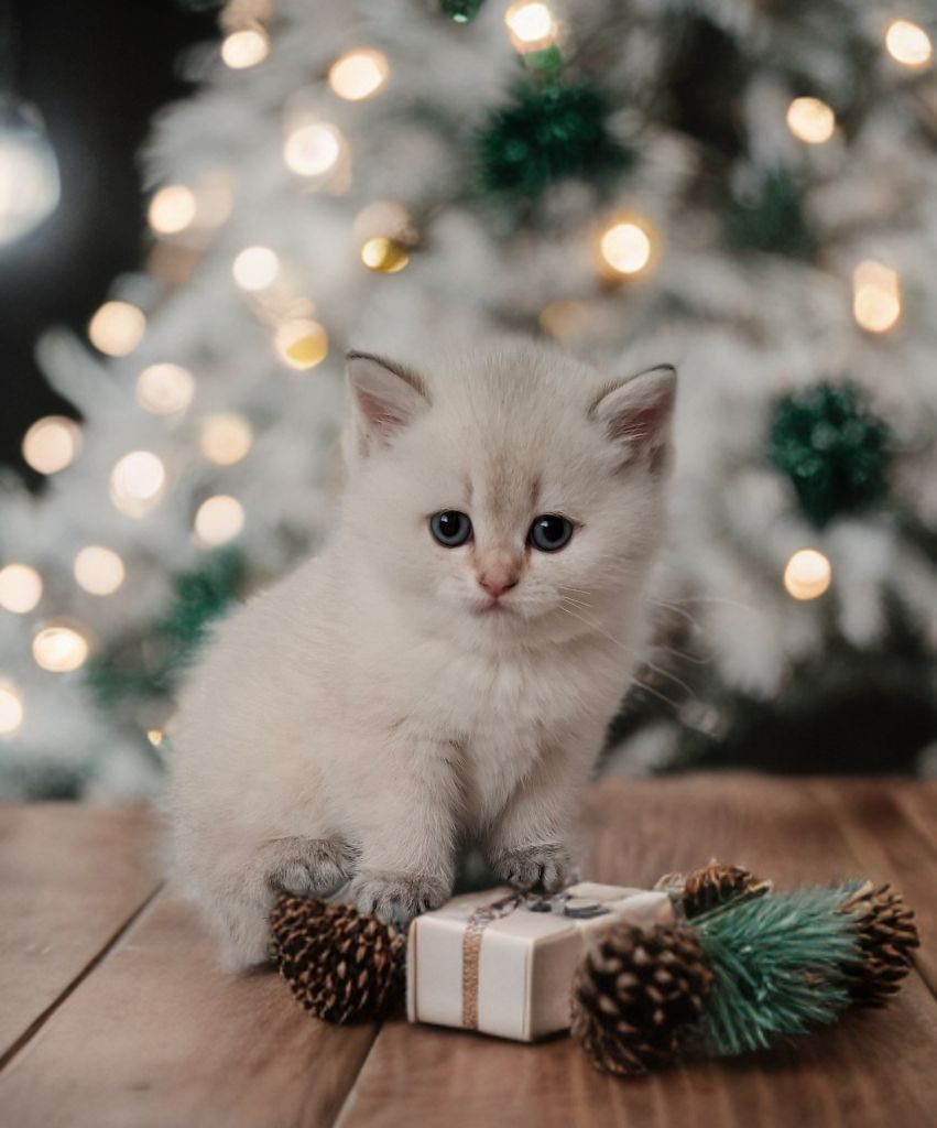 Reinrassige Bkh Kitten in seltener Farbe mit Stammbaum