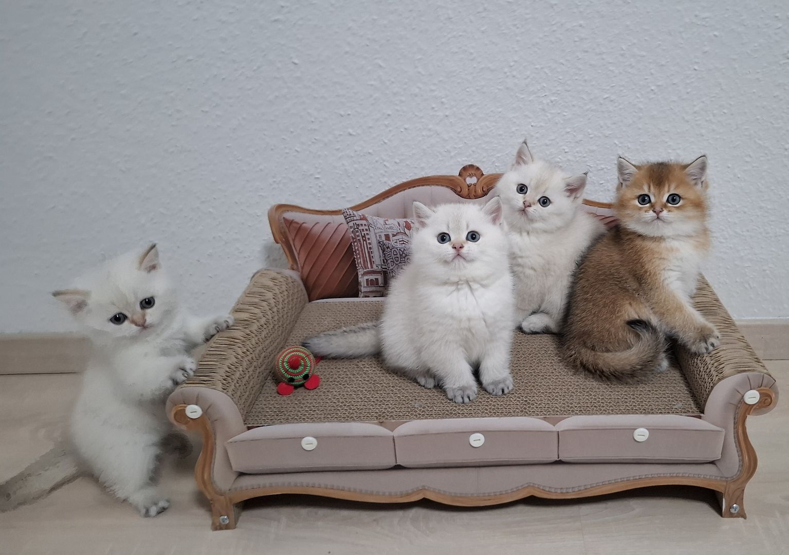 Reinrassige Bkh Kitten in seltener Farbe mit Stammbaum