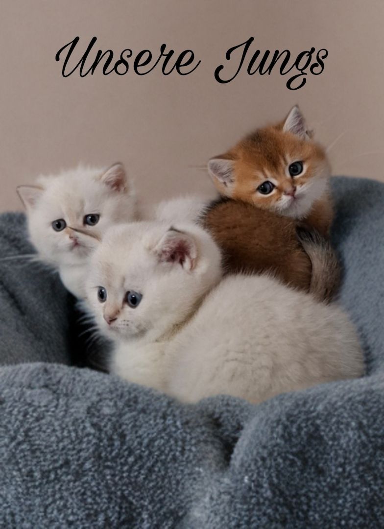 Reinrassige Bkh Kitten in seltener Farbe mit Stammbaum