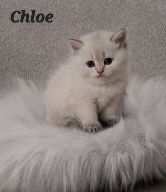 Reinrassige Bkh Kitten in seltener Farbe mit Stammbaum