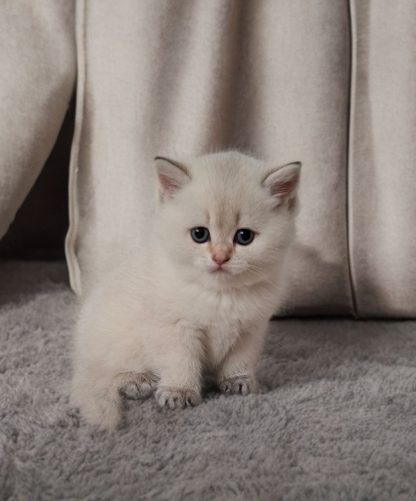 Reinrassige Bkh Kitten in seltener Farbe mit Stammbaum