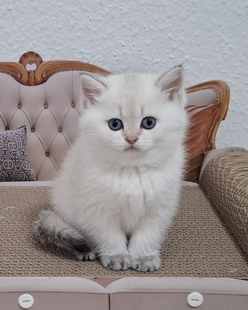 Reinrassige Bkh Kitten in seltener Farbe mit Stammbaum