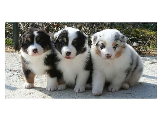 Australischer Schäferhund