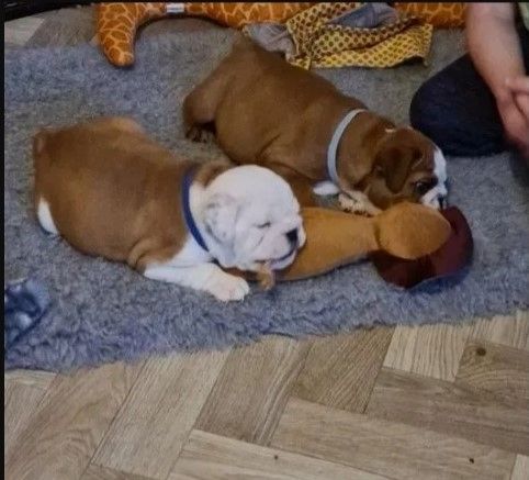 Traumhafte Superkleine Erhältlich Englisch Bulldogge Welpen zur Annahme. Zu verschenken
