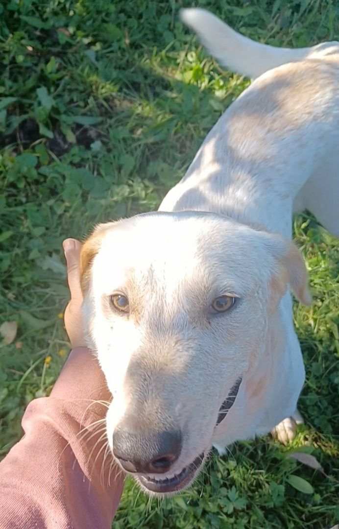 Sole, a.d.Tierschutz, sucht Happy-Home