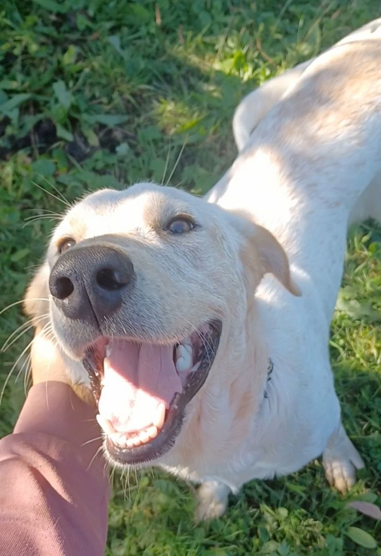 Sole, a.d.Tierschutz, sucht Happy-Home