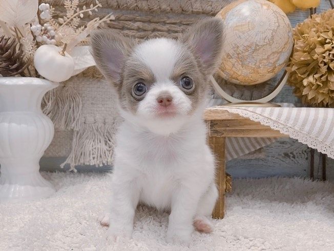 Chihuahua-Welpe zur Adoption