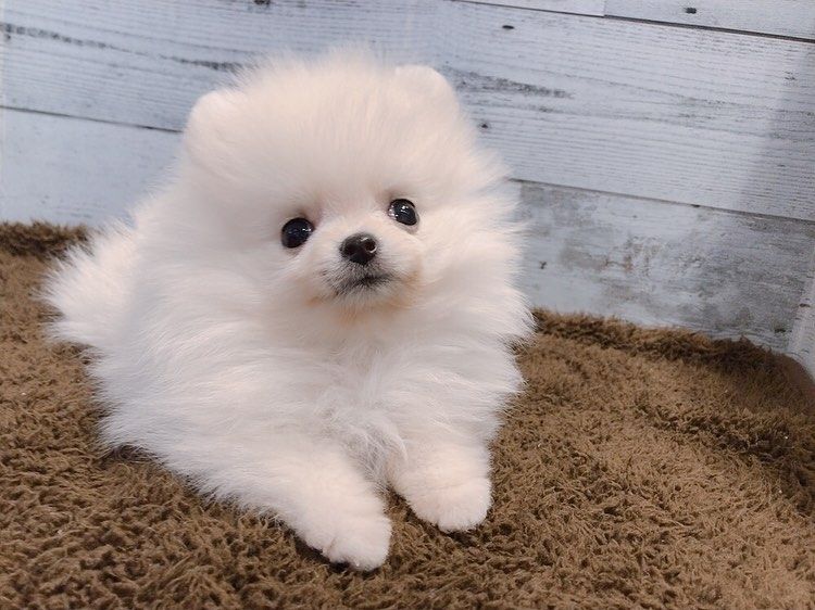 Pomeranian-Welpe zur Adoption