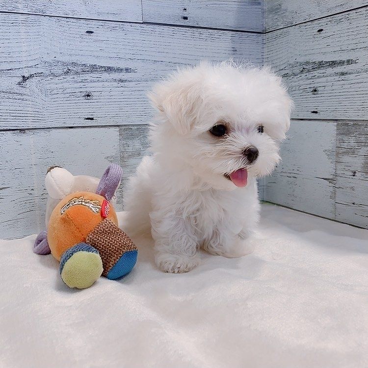 Malteserwelpe zur Adoption